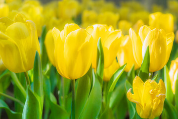 natural floral background of blooming yellow tulips