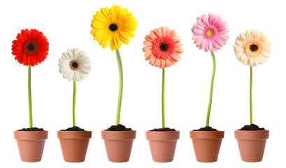 Set of colorful blooming gerbera flowers in pots on white background, banner design
