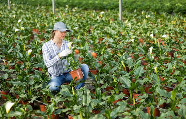 Interested female florist working in glasshouse, arranging white blooming zantedeschia bushes growing in pots