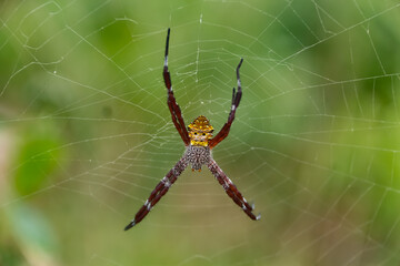 spider on web