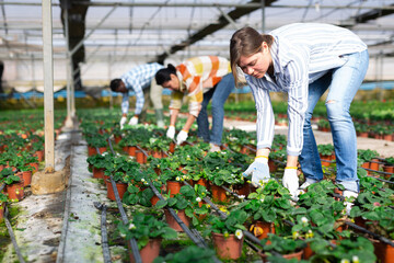 Hired workers tending potted strawberry sprouts in a greenhouse