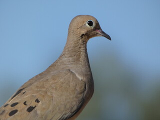 close up of a dove
