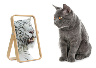 Cute cat looks like tiger into reflection of mirror on white background