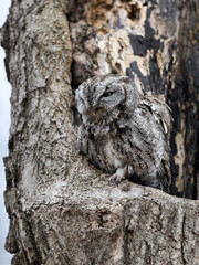 Eastern Screech Owl  with Open Mouse Sitting in a Tree Hole in Early Spring, Portrait