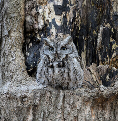 Eastern Screech Owl  Sitting in a Tree Hole in Early Spring, Portrait