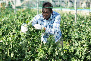 African-american man gardener taking care of plants in greenhouse.