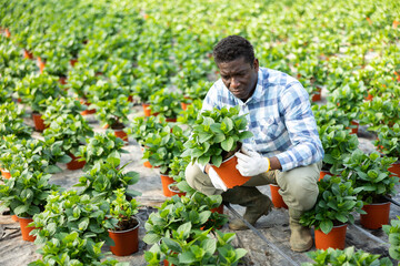 African american farmer who grows hydrangeas in a greenhouse carefully examines a flower in a pot for the presence of a ..flower disease