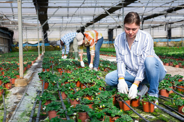 Confident female owner of greenhouse engaged in cultivation of organic strawberry, checking bushes and berries planted in pots