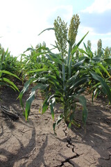 Sorghum crop