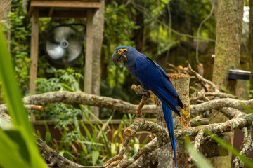 blue winged macaw