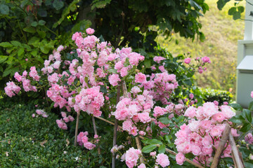 Fototapeta premium Pink flowers in bloom in a garden.