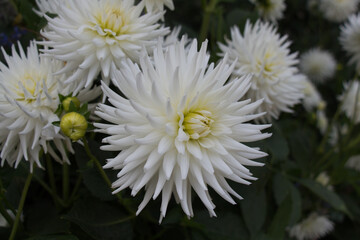 The view of white chrysanthemums in bloom.