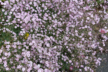 Fototapeta premium Small violet flowers in bloom, flowers background.