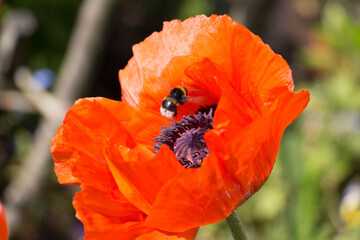 Poppy flower in bloom wtih flying bee.