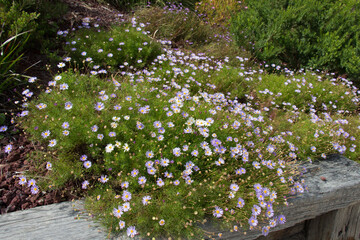 Small violet flowers in bloom, flowers background.