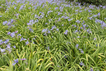 Small blue flowers in bloom, flowers background.