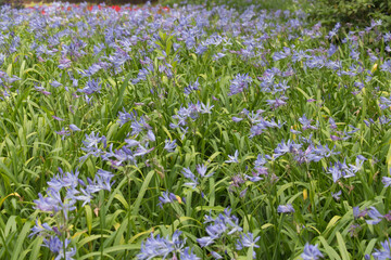 Obraz na płótnie Canvas Small blue flowers in bloom, flowers background.