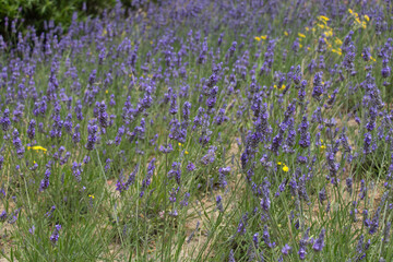 Lavender field in bloom, blue flowers background.