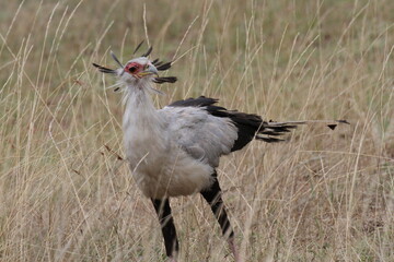 上品なヘビクイワシ