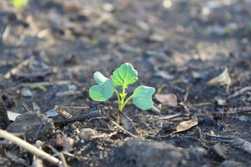Seedling