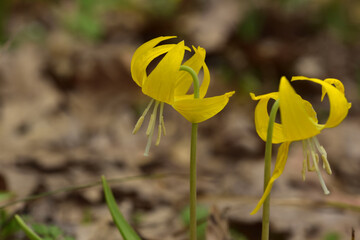 Glacier Lilies at Rowena, Oregon in the Columbia Gorge, Oregon, Taken in Spring