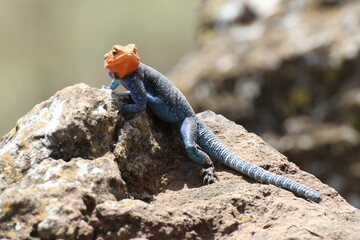 振り向きアガマ