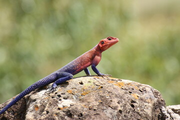岩の上の虹色トカゲ