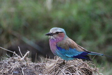 虹色の鳥　ライラックニシブッポウソウ