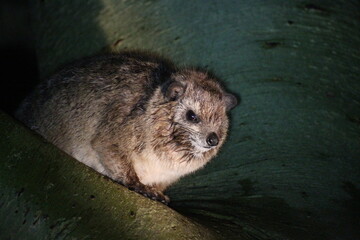 夜のハイラックス