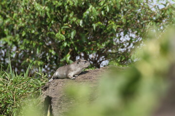 岩の上のハイラックス