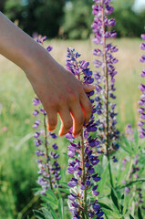 The hand of a young man touches the flowers of lilac lupins 