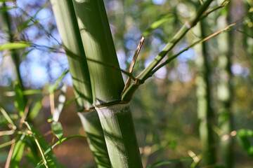Stängel eines Bambus in einem kleinen Bambuswald in einem Garten in Deutschland - 497408371