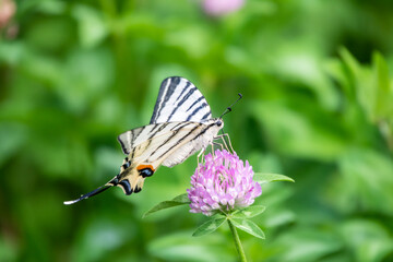 Beautiful Butterfly Scarce Swallowtail, Sail Swallowtail, Pear-tree Swallowtail, Podalirius. Latin name Iphiclides podaliriu. Butterfly collects nectar on flower.