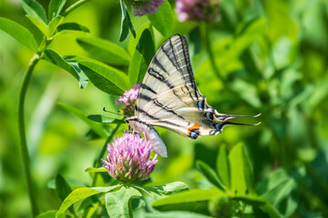 Beautiful Butterfly Scarce Swallowtail, Sail Swallowtail, Pear-tree Swallowtail, Podalirius. Latin name Iphiclides podaliriu. Butterfly collects nectar on flower.
