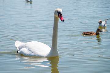 Graceful white Swan swimming in the lake, swans in the wild. Portrait of a white swan swimming on a lake.