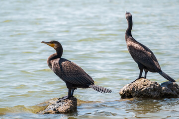 Two Great cormorants, Phalacrocorax carbo, standing on a stone on the sea shore.