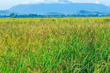The beauty of Thailand rice, beautyfull background. field, paddy,  rice field farm,   View of Young rice, 