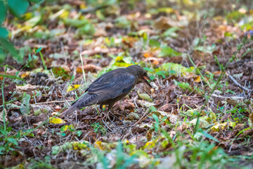 The common starling or European starling, Sturnus vulgaris, on a sprng lawn.