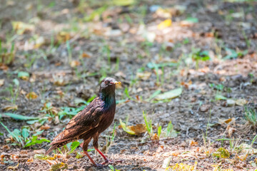 The common starling or European starling, Sturnus vulgaris, on a sprng lawn.