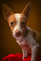 chihuahua dog portrait 