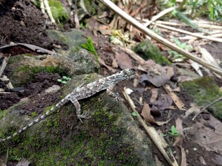lizard on the stone