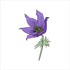 Lumbago meadow, Pulsatilla flower ink sketch, Vector Pasque flowers isolated on white, floral illustration, Botanical drawing of Perennial poisonous flowering plant for design medicine, phytotherapy