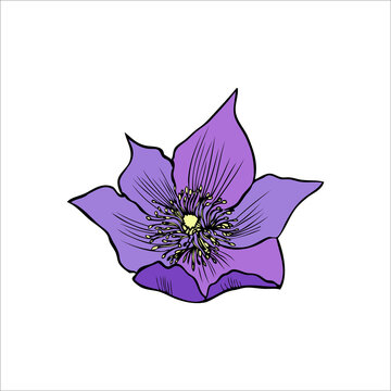 Lumbago meadow, Pulsatilla flower ink sketch, Vector Pasque flowers isolated on white, floral illustration, Botanical drawing of Perennial poisonous flowering plant for design medicine