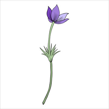 Lumbago meadow, Pulsatilla flower ink sketch, Vector Pasque flower isolated on white, floral illustration, Botanical drawing of Perennial poisonous flowering plants for design medicine, phytotherapy