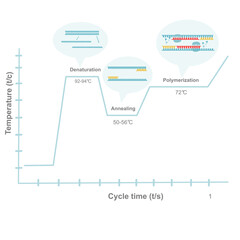 A graph represents the correlation between temperature and cycle time of importance reaction that occurs in amplifying the DNA of PCR steps (Denaturation, annealing and polymerization)   - obrazy, fototapety, plakaty
