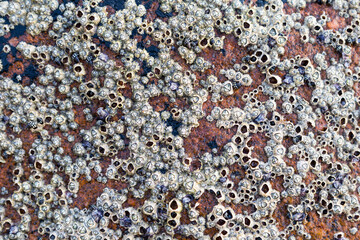 Small seashell attached to the rock, nature texture