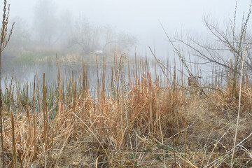 Obraz premium one misty moisty morning