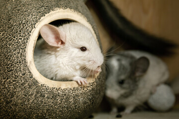 Our little white chinchilla with gray head looking at the camera, looking out from the house