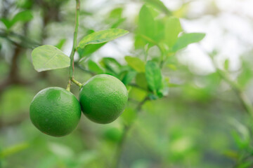 Green lemons on a tree in the garden natural citrus fruit concept.