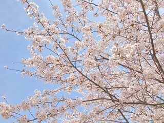 cherry tree blossom